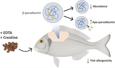 Fish Allergenicity Modulation Using Tailored Enriched Diets—Where Are We?
